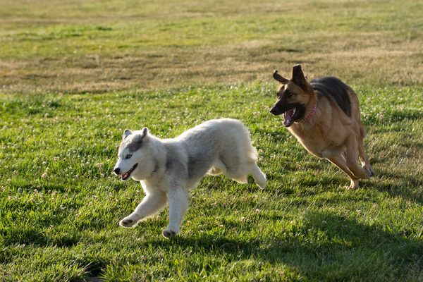 All the dog owners are friendly, and have well behaved dogs