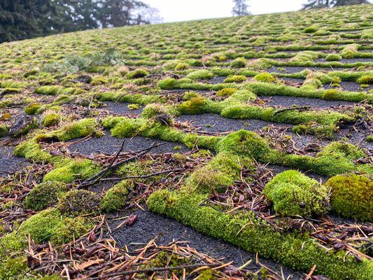 Moss Growth on Roof