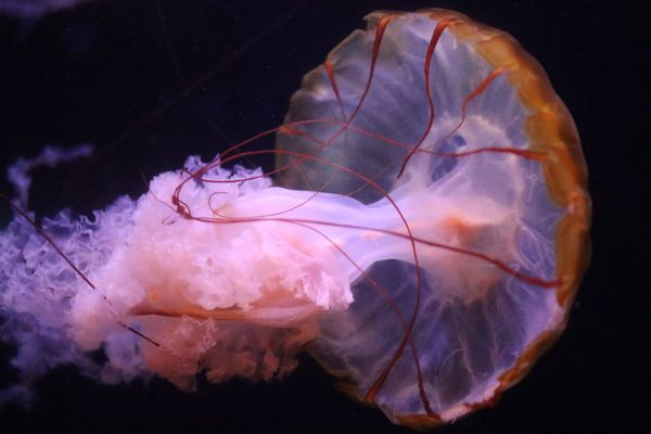 Jellyfish