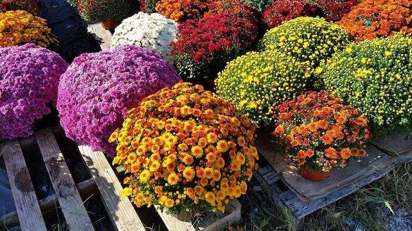 Gorgeous fall mum flowers. From their Facebook page