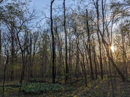 Sunset in the forest