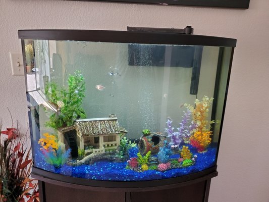 49 bowfront freshwater aquarium