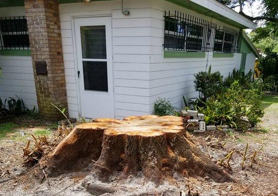 Before - Stump Removal