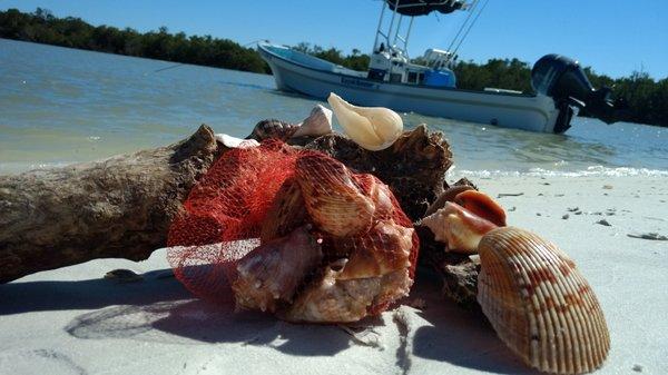 A nice assortment of Gulf Coast shells!