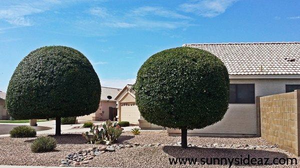 Tree Shaping & Trimming in Peoria, AZ