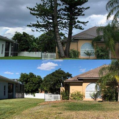 Before and After Pine Removal.