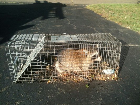 Nuisance Wildlife Removal