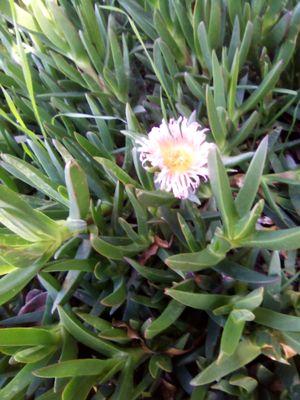 Available apon the Alameda CA beach shores! Shipped in its original soil!