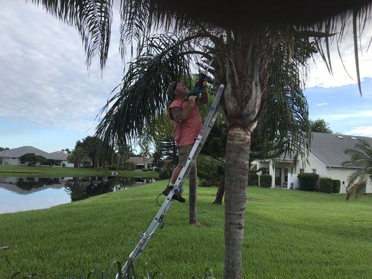 Dan trimming trees for one of our clients.