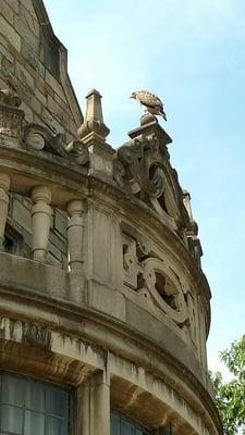 We spotted a hawk on the spires of the law school building.... screeching so loud we heard it 1 block away!