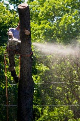 Tree Service