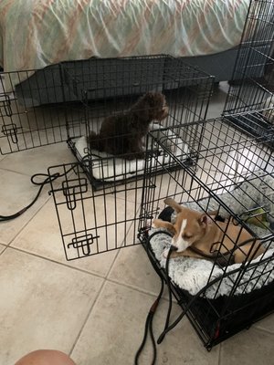 Pups chilling with doors to crate open!