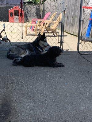 Miskah and Diamond enjoying the shade at Mocha Paws.