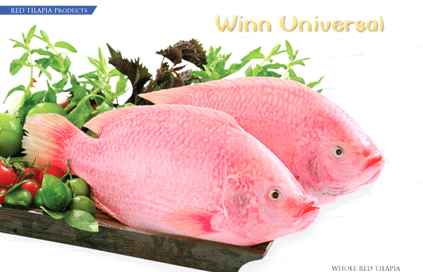 Winn Universal