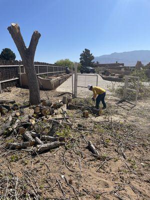 Large tree trunk that was cut to the ground