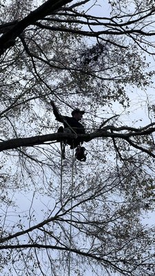 Trimming a limb