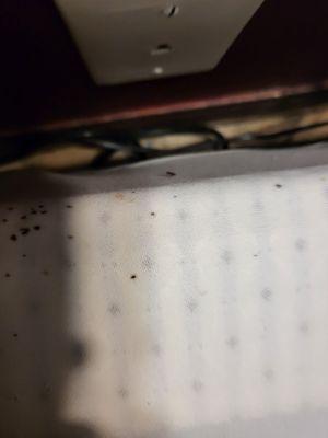 Bed bugs and roaches