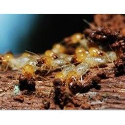 Valencia Termite Control