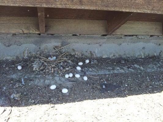 Pigeon eggs on a roof