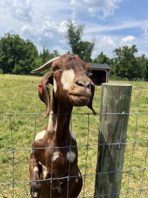 One of the many animals they had at the farm.