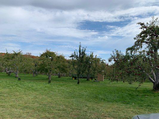 Cayford Orchards