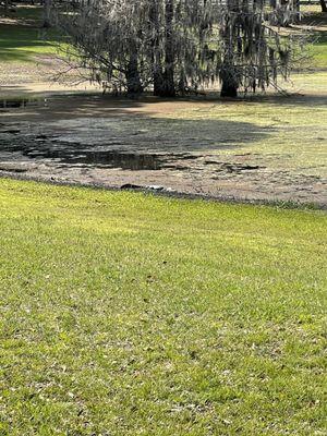 Magnolia park pond and an alligator in it