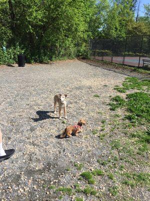 Two of our regulars enjoying a romp at the dog park!