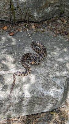 Western Fox Snake, approximately 4' long