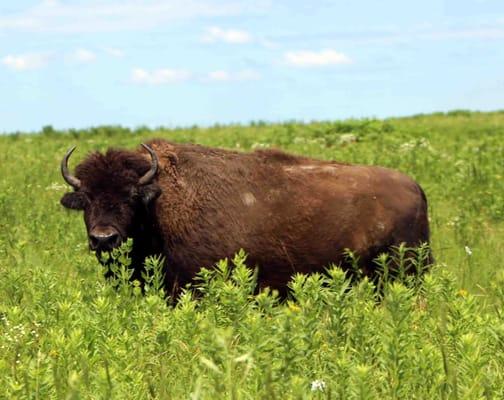 buffalo at Prairie State Park