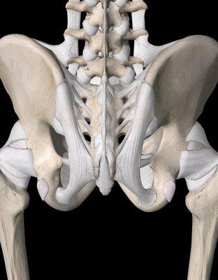 Pelvis connective tissues impacting the integrity of pelvic floor