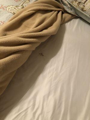 Bug in bed