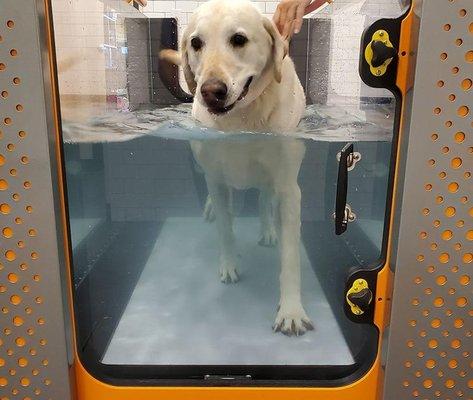 Clinic mascot, Diego, demonstrating our new underwater treadmill.