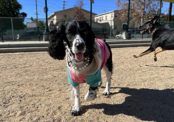 Dog Park Trips!