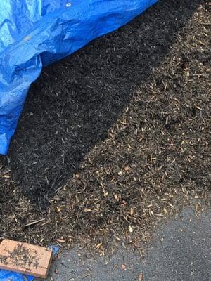 Below you can see the difference between one day of rain and the tarp covering part of the mulch...