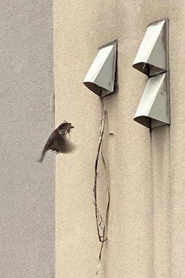 Nesting birds in dryer vents (fire hazard) that were never cleared out after voicing concerns.