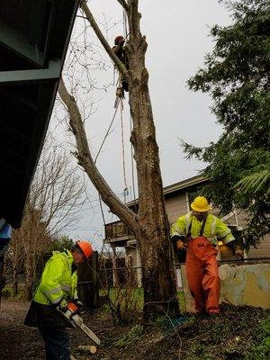 Professional Tree Services