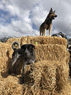 Straw bales available