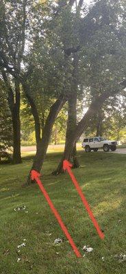 Trees removed from residential yard