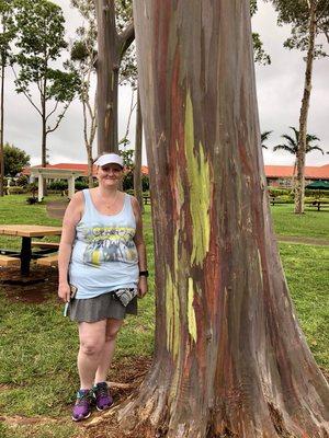 The Very Colorful Rainbow Eucalyptus Tree.