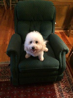 Addie is keeping Connie's favorite recliner reserved for her return from bionic knee surgery.  Jessie Utter, Utter's Upholstery,