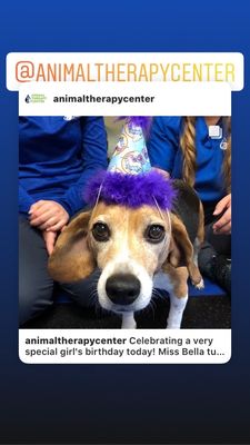 Everyone at the ATC  made Bella's birthday very happy!! Photo credit - The Animal Therapy Centr