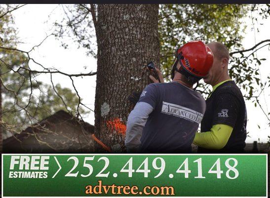 OBX Tree Service | Free Evaluations