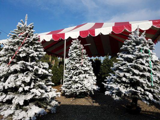 We have some pre-flocked trees and also offer flocking to your liking