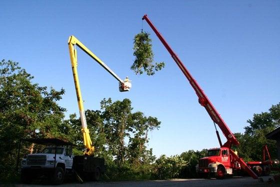 Tree Trimming, Care, and Installation