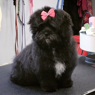 4 month old Lhasapoo