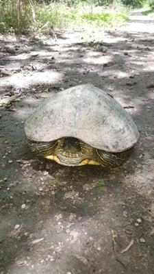 Turtle turtle