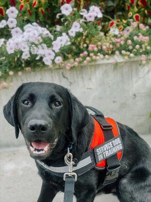 Service dog in training