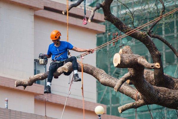 Outlaw tree services offers a unique approach to tree care that prioritizes safety, efficiency, and customer satisfaction. Call Today!