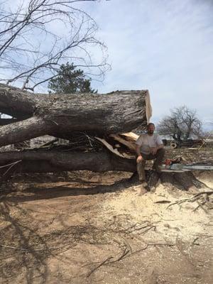 Tipping a large silver maple over next to the house.