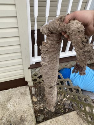 Dryer vent buildup that was cleared from the exhaust piping. A fire hazard!